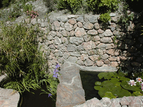 Lily pool and flowers