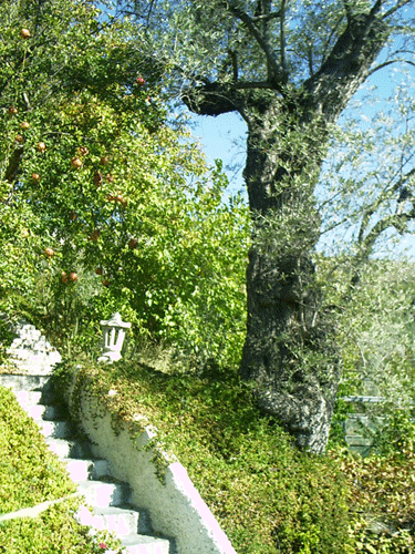 picture of tree and steps in garden