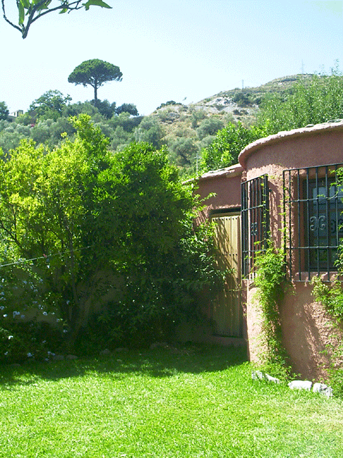 the Rio Chico umbrella pine